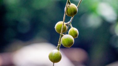 Didymocheton gaudichaudianus (fildişi maun, Alliaria ammooroides, kedoya). Fildişi maun ağacı 36 metreye kadar büyüyen büyük bir ağaçtır.