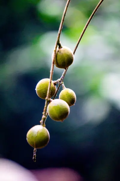 stock image Didymocheton gaudichaudianus (ivory mahogany, Alliaria ammooroides, kedoya). The ivory mahogany is a large tree growing up to 36 m