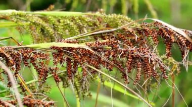 Carex baccanlar (kızıl tohumlu sedge). Bu bitki Cyperaceae familyasından tropikal ve tropikal Asya 'da yaygın olarak bulunan bir bitki türüdür.