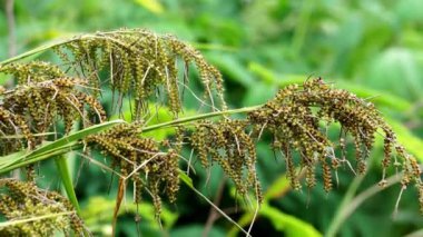 Carex baccanlar (kızıl tohumlu sedge). Bu bitki Cyperaceae familyasından tropikal ve tropikal Asya 'da yaygın olarak bulunan bir bitki türüdür.