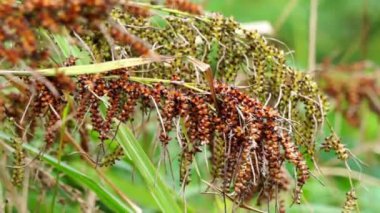 Carex baccanlar (kızıl tohumlu sedge). Bu bitki Cyperaceae familyasından tropikal ve tropikal Asya 'da yaygın olarak bulunan bir bitki türüdür.