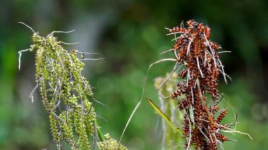 Carex baccanlar (kızıl tohumlu sedge). Bu bitki Cyperaceae familyasından tropikal ve tropikal Asya 'da yaygın olarak bulunan bir bitki türüdür.