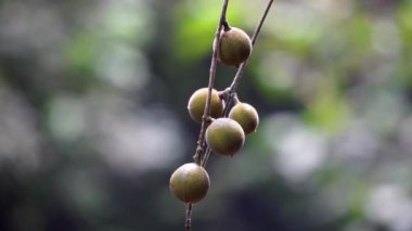 Didymocheton gaudichaudianus (fildişi maun, Alliaria ammooroides, kedoya). Fildişi maun ağacı 36 metreye kadar büyüyen büyük bir ağaçtır.