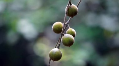 Didymocheton gaudichaudianus (fildişi maun, Alliaria ammooroides, kedoya). Fildişi maun ağacı 36 metreye kadar büyüyen büyük bir ağaçtır.