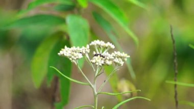 Anafalis javanica (Cava edelweiss, Gnaphalium javanicum, senduro, asla solmayan, ebedi çiçek. Buna ölümsüzlük çiçeği denir çünkü bu çiçek yaklaşık 100 yıl yaşayabilir.