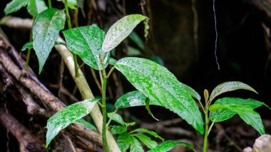 Dendrocnide stimulanları (Jelatang gajah, pulus, Laportea stenophylla, Laportea stimulans, Nettle tree). Bu yapraklardaki kıllara dokunulursa Dan 'in yanmasına neden olabilirler.