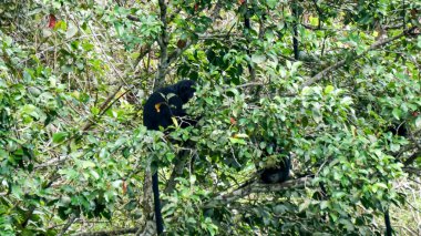 Doğu Javan langur (Trachypithecus auratus, ebony lutung, Javan langur, Javan lutung). Java adasında ve Endonezya 'nın çevresindeki bazı adalarda bulunur.