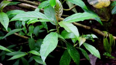Dendrocnide stimulanları (Jelatang gajah, pulus, Laportea stenophylla, Laportea stimulans, Nettle tree). Bu yapraklardaki kıllara dokunulursa Dan 'in yanmasına neden olabilirler.