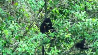 Doğu Javan langur (Trachypithecus auratus, ebony lutung, Javan langur, Javan lutung). Java adasında ve Endonezya 'nın çevresindeki bazı adalarda bulunur.