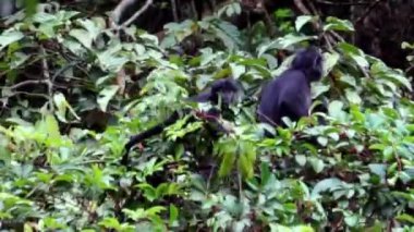 Doğu Javan langur (Trachypithecus auratus, ebony lutung, Javan langur, Javan lutung). Java adasında ve Endonezya 'nın çevresindeki bazı adalarda bulunur.