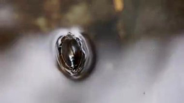  girdap böcekleri (su böcekleri). Genellikle rahatsız edilmeden su yüzeyinde yüzen Gyrinidae familyasından.