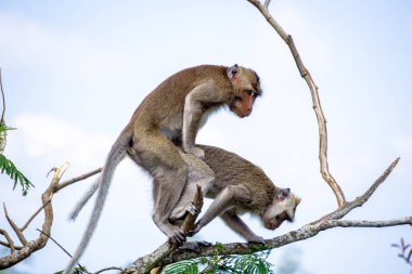 Macaca fascicularis (Monyet kra, kera ekor panjang, monyet ekor panjang, long-tailed macaque, monyet pemakan kepiting, crab-eating monkey) on the tree.