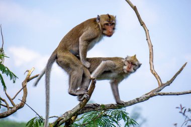 Macaca fascicularis (Monyet kra, kera ekor panjang, monyet ekor panjang, long-tailed macaque, monyet pemakan kepiting, crab-eating monkey) on the tree.
