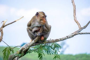 Macaca fascicularis (Monyet kra, kera ekor panjang, monyet ekor panjang, long-tailed macaque, monyet pemakan kepiting, crab-eating monkey) on the tree. clipart