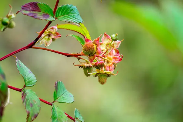 stock image Rubus probus (Atherton raspberry, wild raspberry) Fruit. The fruits are edible