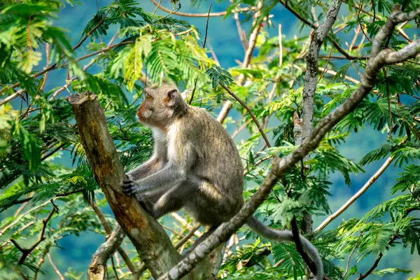 stock image Macaca fascicularis (Monyet kra, kera ekor panjang, monyet ekor panjang, long-tailed macaque, monyet pemakan kepiting, crab-eating monkey) on the tree.