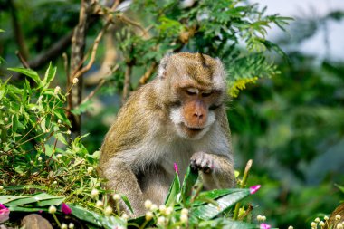 Macaca fascicularis (Monyet kra, kera ekor panjang, monyet ekor panjang, long-tailed macaque, monyet pemakan kepiting, crab-eating monkey) on the tree.