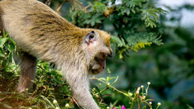 Macaca fascicularis (Monyet kra, kera ekor panjang, monyet ekor panjang, long-tailed macaque, monyet pemakan kepiting, crab-eating monkey) on the tree.