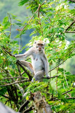 Macaca fascicularis (Monyet kra, kera ekor panjang, monyet ekor panjang, long-tailed macaque, monyet pemakan kepiting, crab-eating monkey) on the tree.