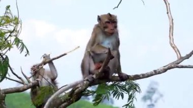 Macaca fascicularis (Monyet kra, kera ekor panjang, monyet ekor panjang, long-tailed macaque, monyet pemakan kepiting, crab-eating monkey) on the tree.