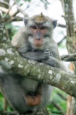 Macaca fascicularis (Monyet kra, kera ekor panjang, monyet ekor panjang, long-tailed macaque, monyet pemakan kepiting, crab-eating monkey) on the tree.