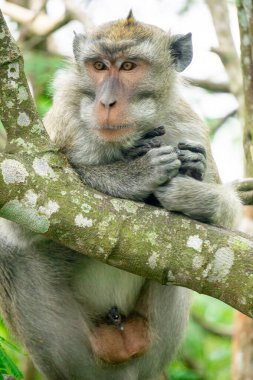 Macaca fascicularis (Monyet kra, kera ekor panjang, monyet ekor panjang, long-tailed macaque, monyet pemakan kepiting, crab-eating monkey) on the tree.
