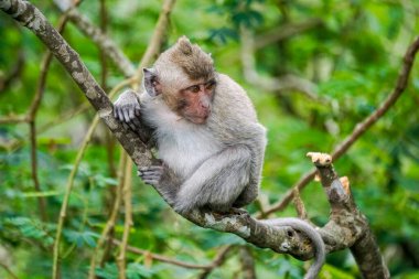 Macaca fascicularis (Monyet kra, kera ekor panjang, monyet ekor panjang, long-tailed macaque, monyet pemakan kepiting, crab-eating monkey) on the tree.