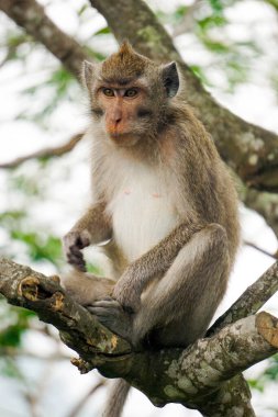 Macaca fascicularis (Monyet kra, kera ekor panjang, monyet ekor panjang, long-tailed macaque, monyet pemakan kepiting, crab-eating monkey) on the tree.