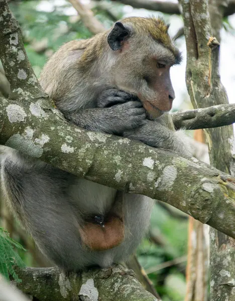 Stock image Macaca fascicularis (Monyet kra, kera ekor panjang, monyet ekor panjang, long-tailed macaque, monyet pemakan kepiting, crab-eating monkey) on the tree.