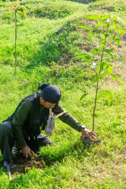 Endonezyalılar toprağı yeşillendirmek için bitki ekiyorlar.