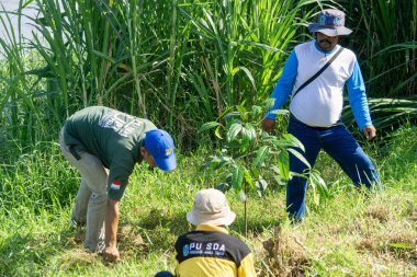 Endonezyalılar toprağı yeşillendirmek için bitki ekiyorlar.