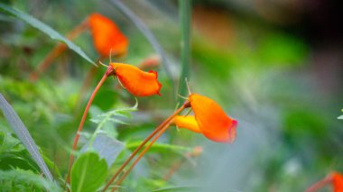 Bolivian Sunset (hardy gloxinia, Seemannia sylvatica, Seemannia, Fritschiantha Kuntze, Gloxinia sylvatica). Seemannia is a New World genus in the flowering plant family Gesneriaceae clipart