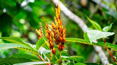 Sanchezia speciosa (Cacak gading, Zebra Plant, Yellow Sanchezia, Shrubby Whitevein, Gold ven Plant, Sanchezia nobilis). Bu bitki antioksidan, antikanser ve antibakteriyel ve mantar için kullanılır.