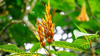 Sanchezia speciosa (Cacak gading, Zebra Plant, Yellow Sanchezia, Shrubby Whitevein, Gold ven Plant, Sanchezia nobilis). Bu bitki antioksidan, antikanser ve antibakteriyel ve mantar için kullanılır.