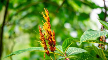 Sanchezia speciosa (Cacak gading, Zebra Plant, Yellow Sanchezia, Shrubby Whitevein, Gold ven Plant, Sanchezia nobilis). Bu bitki antioksidan, antikanser ve antibakteriyel ve mantar için kullanılır.