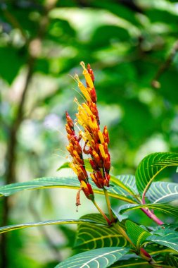 Sanchezia speciosa (Cacak gading, Zebra Plant, Yellow Sanchezia, Shrubby Whitevein, Gold ven Plant, Sanchezia nobilis). Bu bitki antioksidan, antikanser ve antibakteriyel ve mantar için kullanılır.