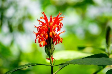 Pachystachys coccinea (Cardinals guard, Justicia coccinea, Jacobinia coccinea, Red Shrimp). Pachystachys cinsi Yunanca 'dan türemiştir. Çiçek açan sivri uçlara atıfta bulunmak için.