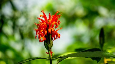 Pachystachys coccinea (Cardinals guard, Justicia coccinea, Jacobinia coccinea, Red Shrimp). The genus name Pachystachys is derived from the Greek for thick spike in reference to the flowering spikes clipart