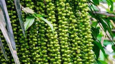 Arenga pinnata (enau, aren, arenpalm, zuikerpalm, sugar palm, Gomuti palm, Arenga saccharifera, Kolang-kaling). This fruit often used as drink clipart