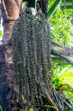 Arenga pinnata (enau, are, arenpalmiye, zuikerPalm, şeker palmiyesi, Gomuti palmiyesi, Arenga saccharifera, Kolang-kaling). Bu meyve sıklıkla içecek olarak kullanılır.