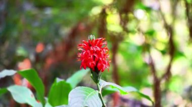 Pachystachys coccinea (Cardinals guard, Justicia coccinea, Jacobinia coccinea, Red Shrimp). Pachystachys cinsi Yunanca 'dan türemiştir. Çiçek açan sivri uçlara atıfta bulunmak için.