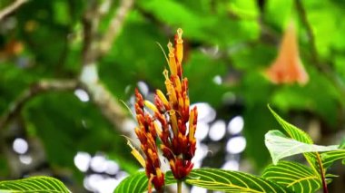 Sanchezia speciosa (Cacak gading, Zebra Plant, Yellow Sanchezia, Shrubby Whitevein, Gold ven Plant, Sanchezia nobilis). Bu bitki antioksidan, antikanser ve antibakteriyel ve mantar için kullanılır.