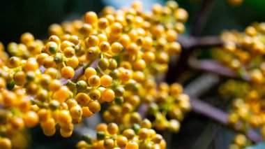 Heptapleurum arboricola (Schefflera arboricola, cüce şemsiye ağacı, ezhang tang, kaz tabanı asması, Schefflera arboricolum). Meyveler insanlar için yenmez, ama tüketilen kuşlar, papağanlar vb.