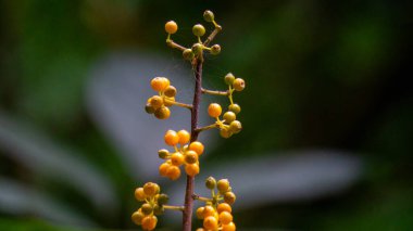 Heptapleurum arboricola (Schefflera arboricola, dwarf umbrella tree, ezhang tang, goose-sole vine, Schefflera arboricolum). The fruits are inedible to humans, but may be consumed birds, parrots etc clipart