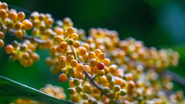 Heptapleurum arboricola (Schefflera arboricola, cüce şemsiye ağacı, ezhang tang, kaz tabanı asması, Schefflera arboricolum). Meyveler insanlar için yenmez, ama tüketilen kuşlar, papağanlar vb.