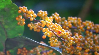 Heptapleurum arboricola (Schefflera arboricola, cüce şemsiye ağacı, ezhang tang, kaz tabanı asması, Schefflera arboricolum). Meyveler insanlar için yenmez, ama tüketilen kuşlar, papağanlar vb.