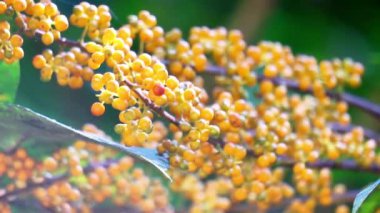 Heptapleurum arboricola (Schefflera arboricola, cüce şemsiye ağacı, ezhang tang, kaz tabanı asması, Schefflera arboricolum). Meyveler insanlar için yenmez, ama tüketilen kuşlar, papağanlar vb.