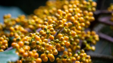 Heptapleurum arboricola (Schefflera arboricola, dwarf umbrella tree, ezhang tang, goose-sole vine, Schefflera arboricolum). The fruits are inedible to humans, but may be consumed birds, parrots etc clipart