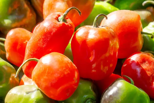 Stock image Capsicum chinense (Cabai habanerom, cabai gendol, cabai gendot). The hottest peppers in the world