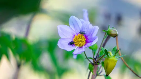 stock image Dahlia Sorensenii. Single dahlias have blooms with a single outer ring of florets, which may overlap, the centre forming a disc.